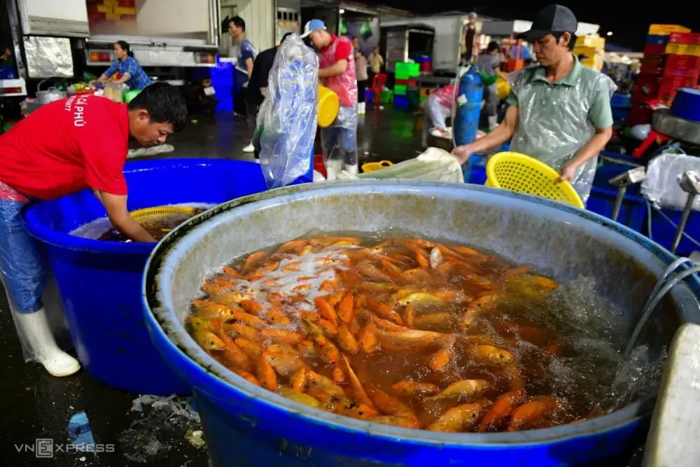 Chợ cá chép lớn nhất TP HCM đông đúc ngày Ông Táo