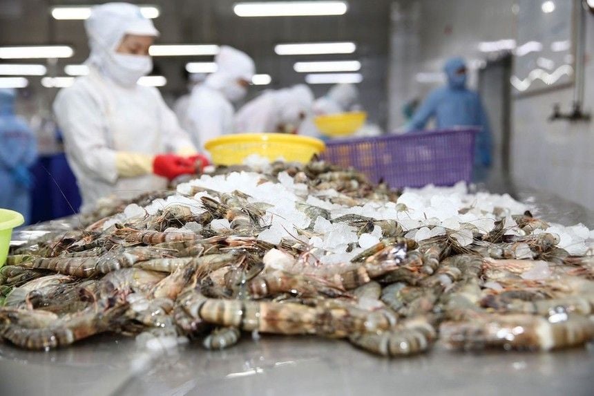 Tôm Việt đón tin vui, cổ phiếu FMC, MPC, CMX bứt tốc phiên khai Xuân