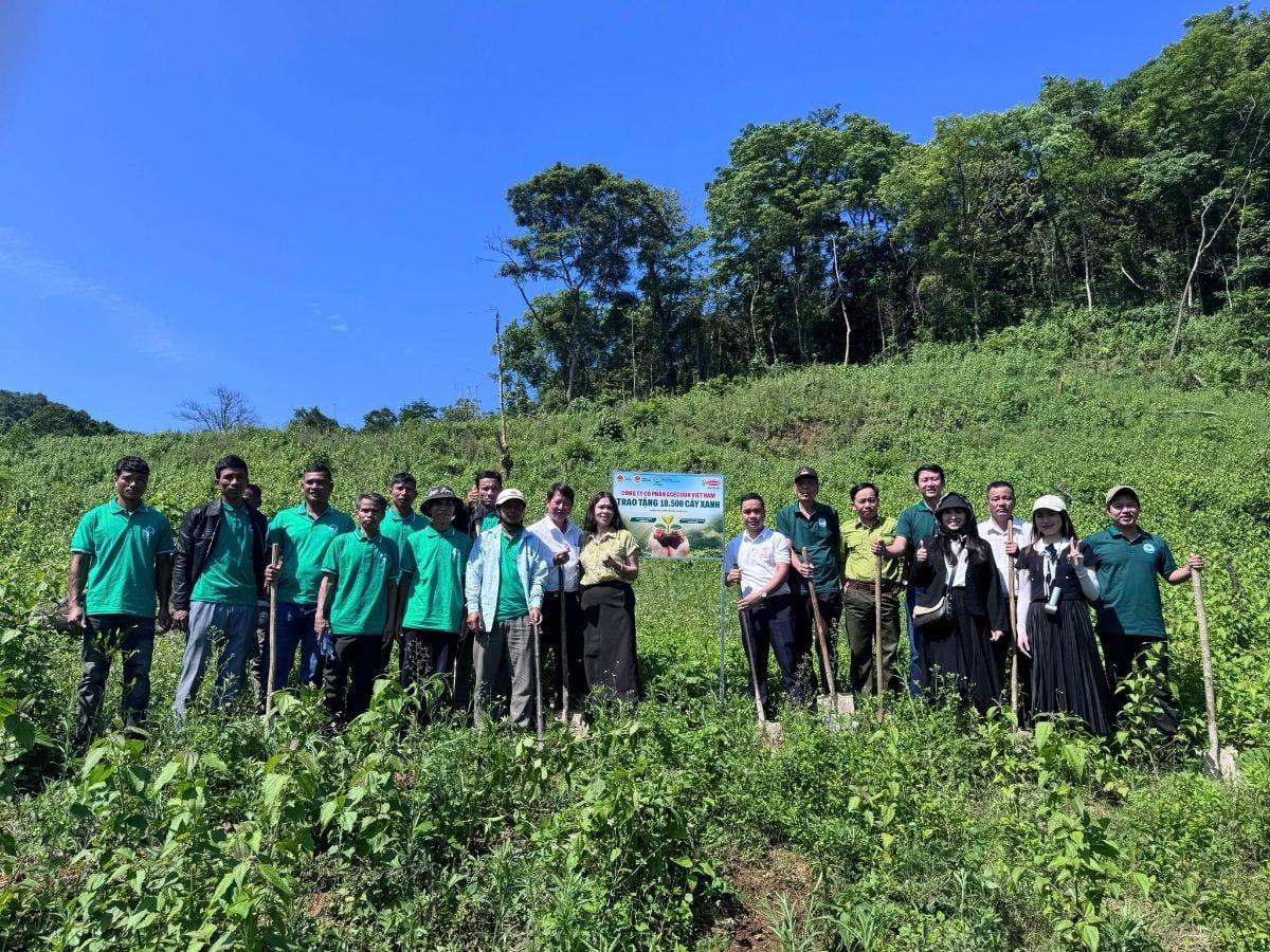 Quảng Trị: Planting 10,500 trees to restore the forest ecosystem