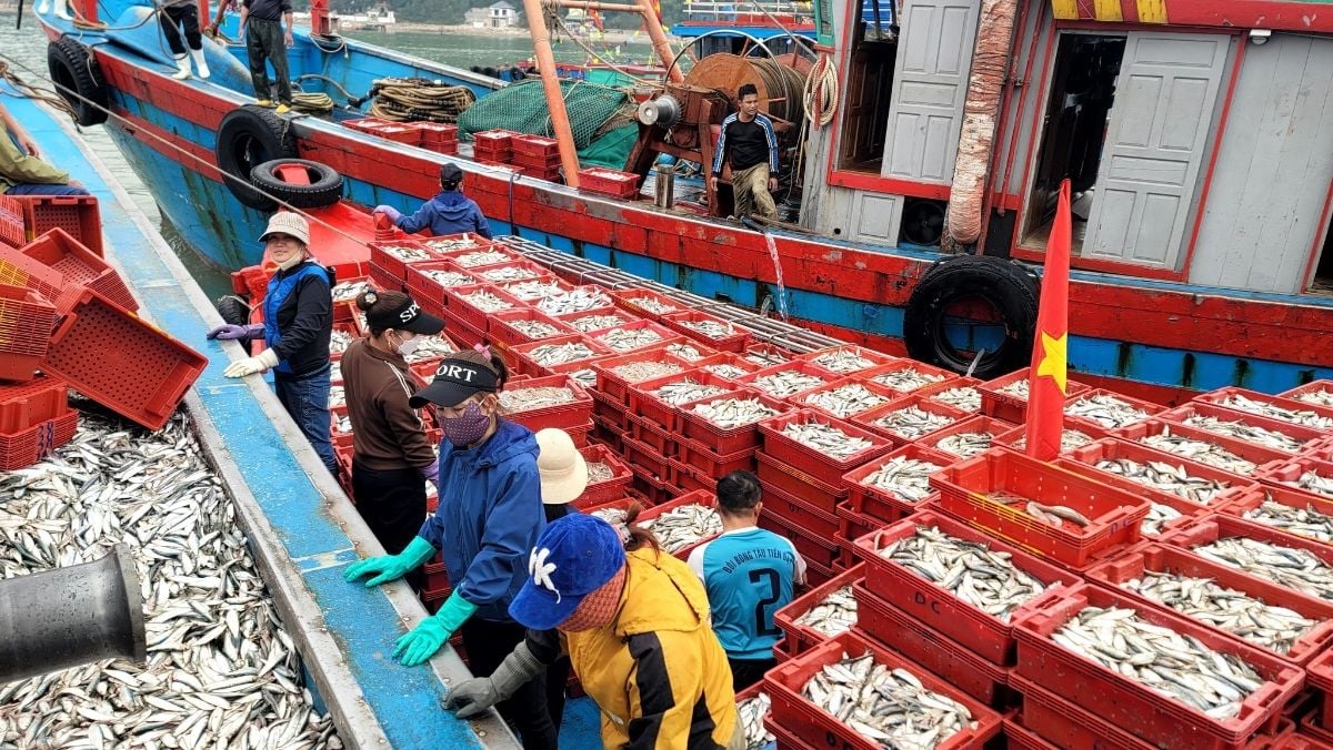 World Bank funding drives restructuring of Nghệ An's fisheries sector toward sustainable growth