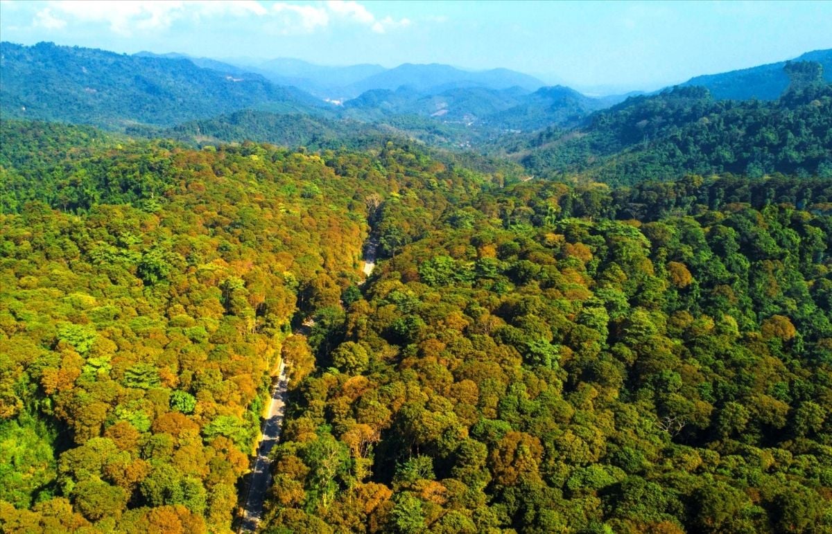 Hanoi to develop a sustainable timber supply chain in line with EU anti-deforestation rules (EUDR)