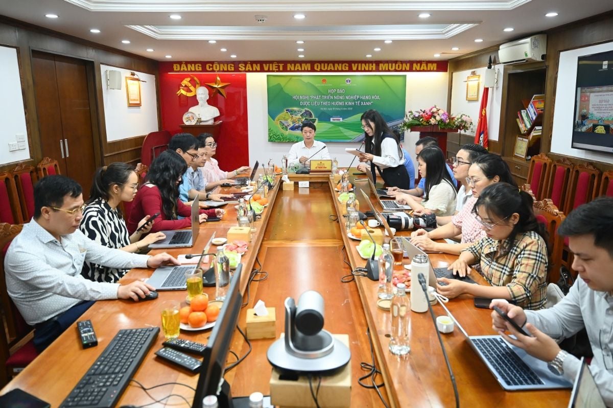 Lai Châu positions green agriculture around ginseng as its flagship product
