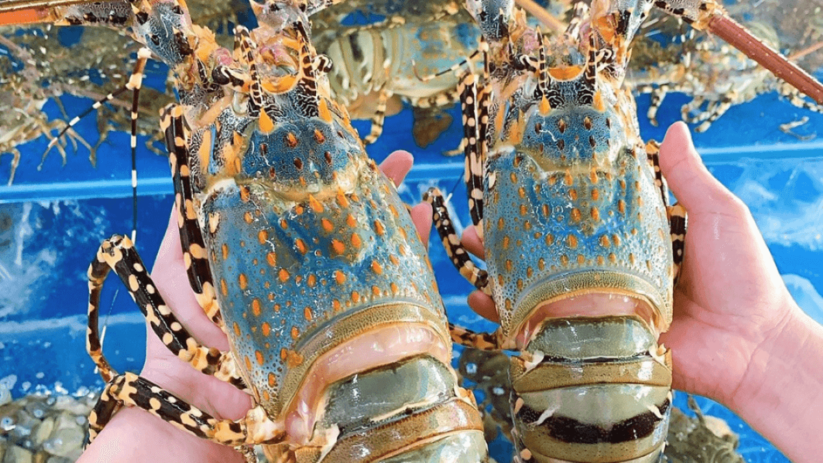 Vietnam leads blue lobster exports to China in 2025