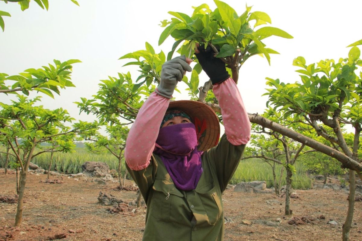 ‘Standing to eat’ to safeguard the custard-apple harvest