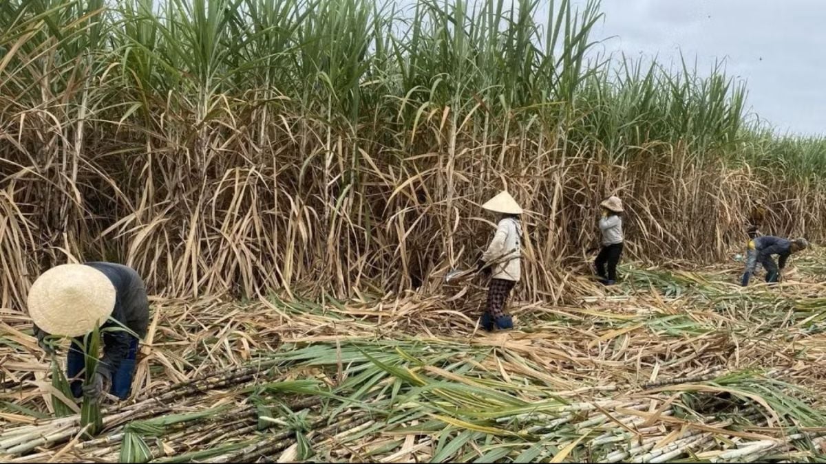 Vietnam's sugar industry at risk of disruption as supply chain competitiveness weakens