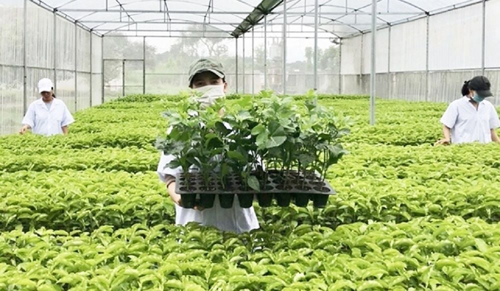 Plant-breeding sector boosts the value of Vietnamese agriculture