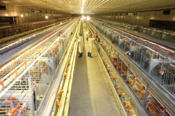 Domestic firms reshape Vietnam's livestock industry