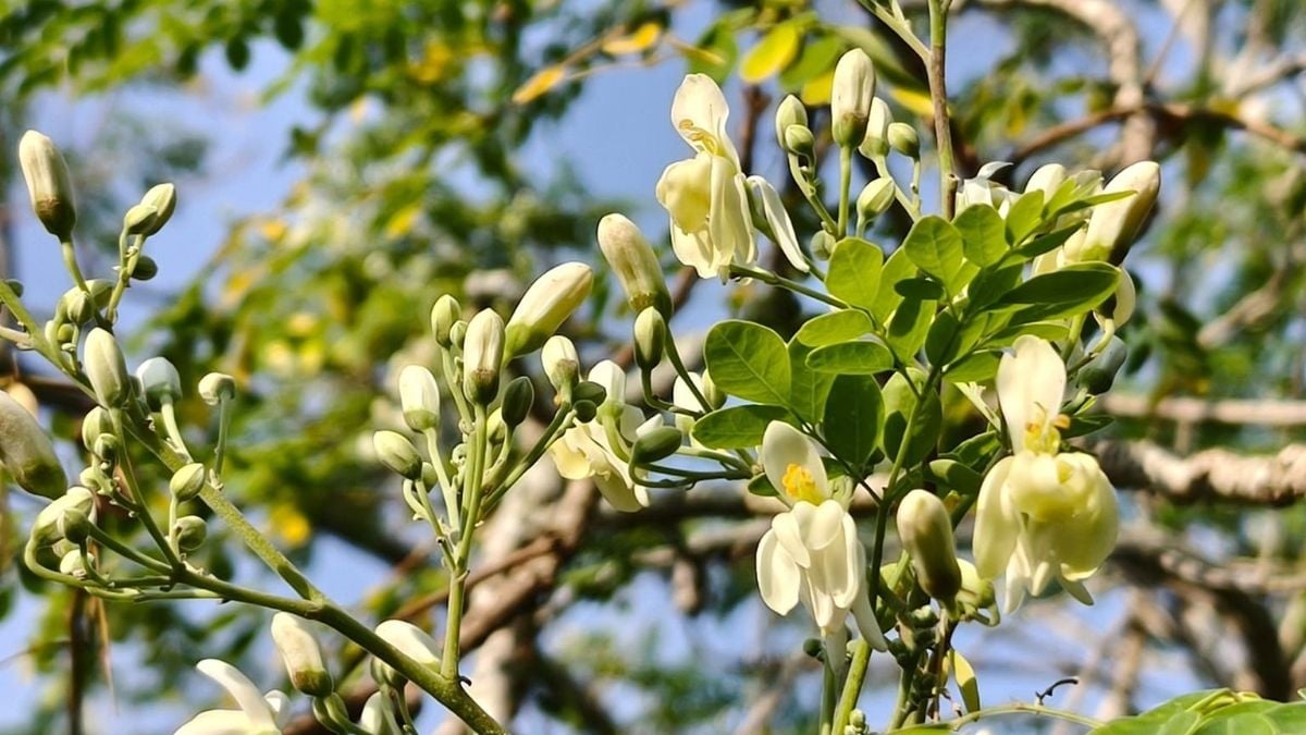 Moringa seeds may remove up to 98% of microplastics from drinking water, study finds.
