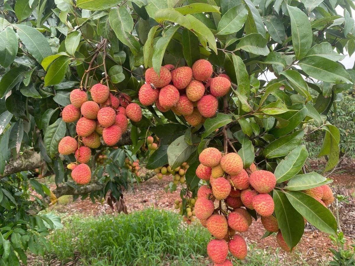 Lychee production to fall in 2026 as prices are expected to stay high