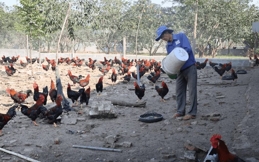 Thanh Hóa: Farmers build a value-chain chicken operation with VietGAP standards to secure stable income