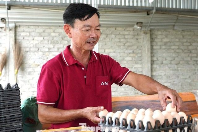 From a 5-million-dong seed investment to a tens-of-billions-dong poultry business using Egyptian-cross chickens