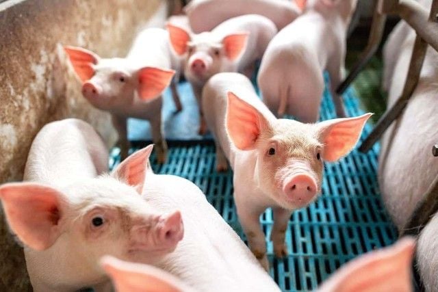 Biological assets appear on the Q1 2026 consolidated balance sheets of Hòa Phát, Vinamilk, Hoàng Anh Gia Lai, and Dabaco under new accounting standards