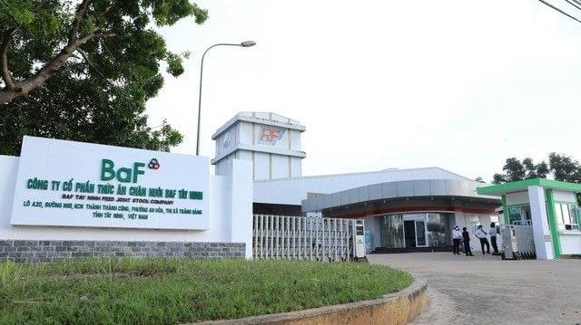 Lợi nhuận ròng dự phóng có thể tăng tới 485%; tại sao cổ phiếu BAF vẫn giao dịch ỳ ạch