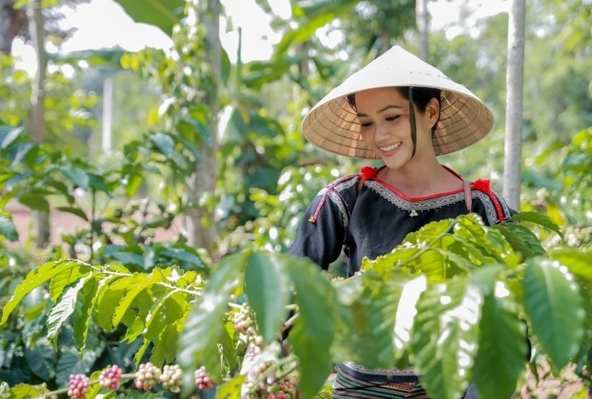 Giá tiêu hôm nay 18-5: Thị trường ổn định đầu tuần, duy trì quanh mốc 144.000 đồng/kg