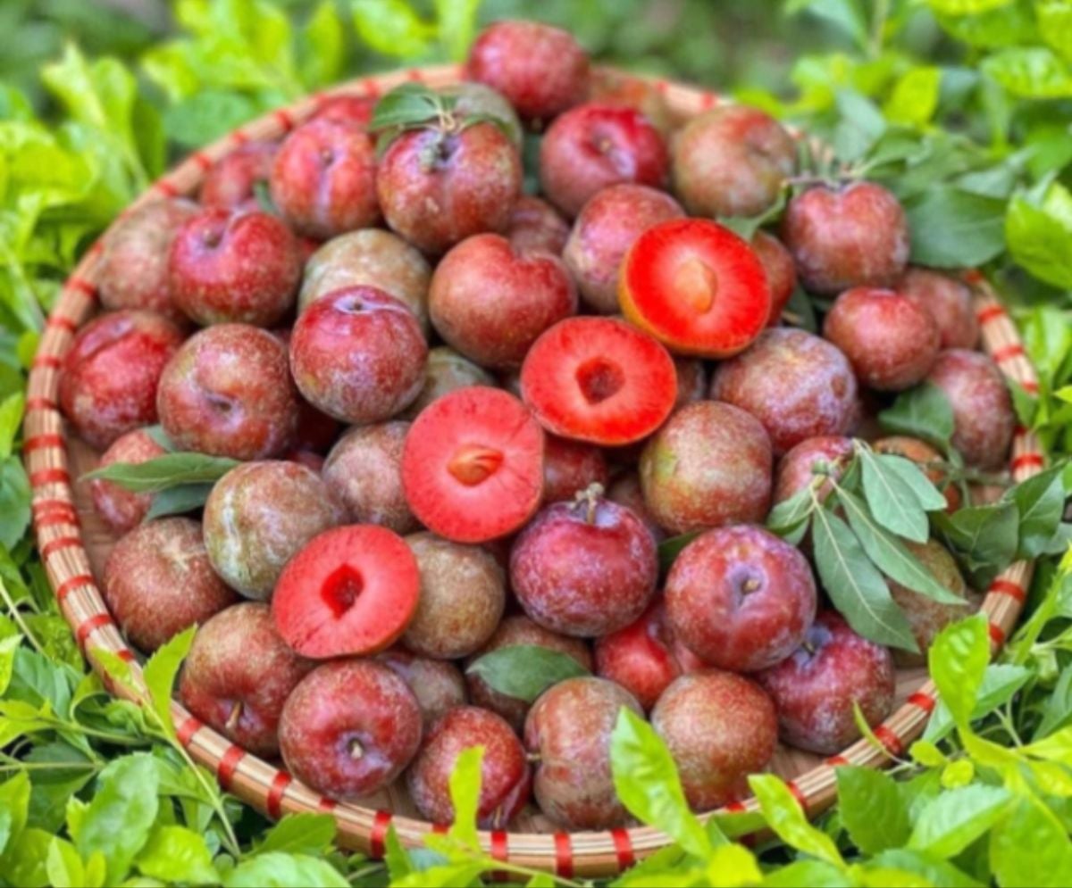 Early-season plums fetch high prices amid supply tightness and rising transport costs