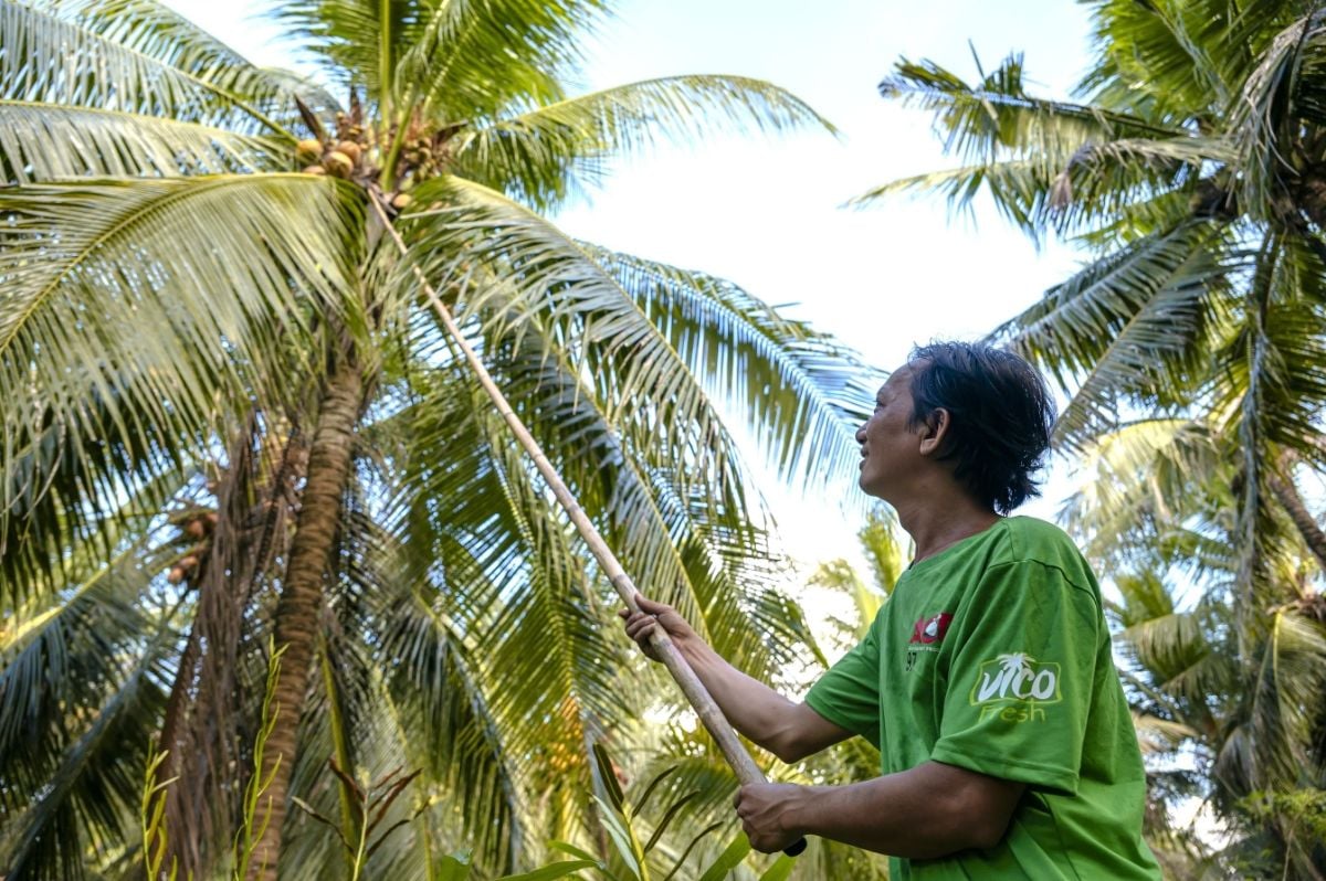 Vĩnh Long targets a USD 1 billion coconut export sector by expanding organic supply chains and advanced processing.