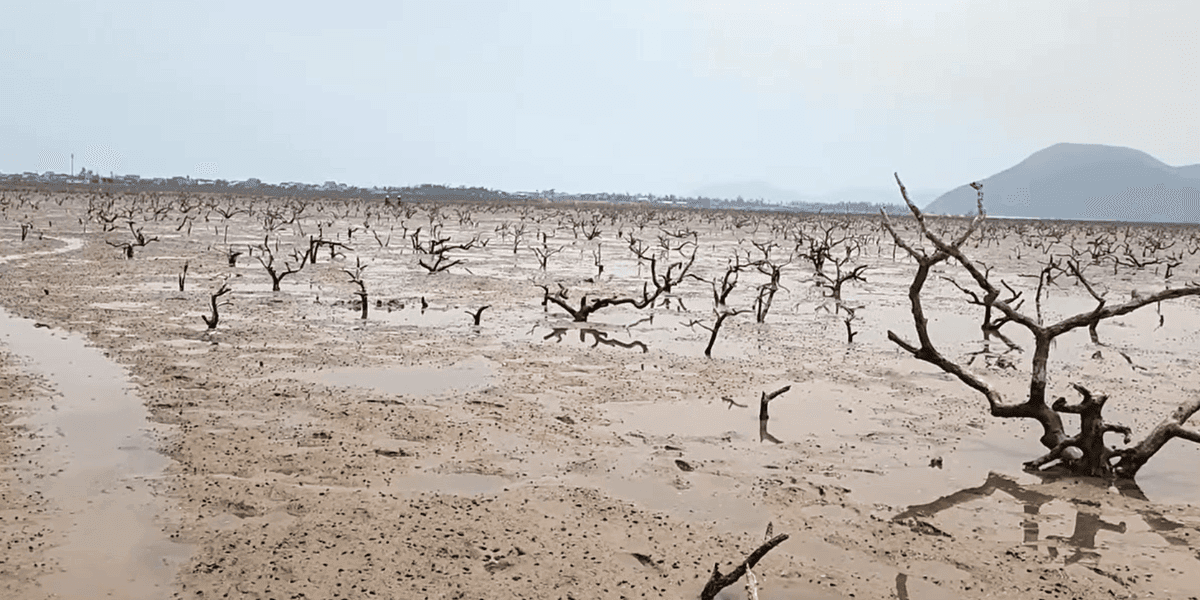 Ha Tinh: Coastal mangrove 'green shield' weakened after prolonged rains and floods