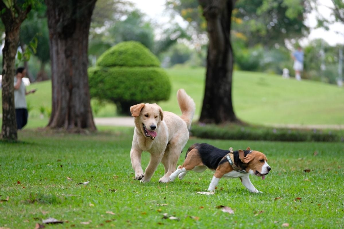 Vietnam's pet economy grows rapidly as new lifestyle trends drive demand