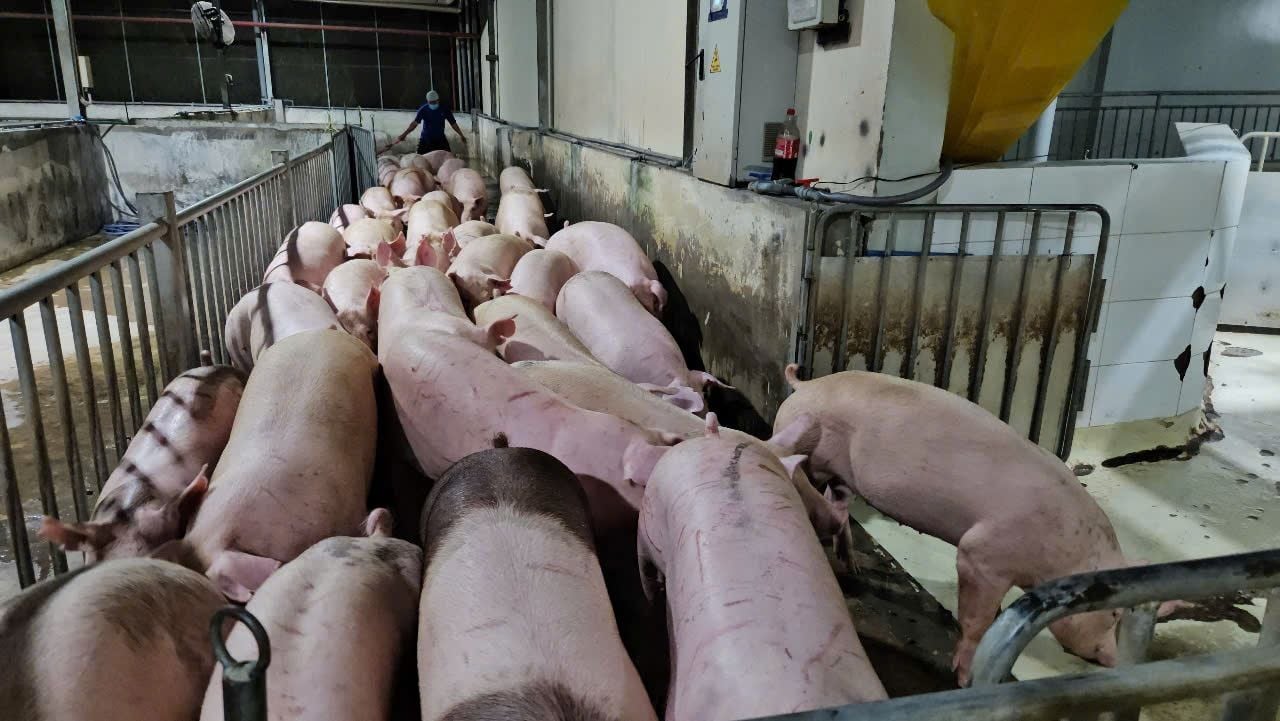 Giá heo hôm nay ngày 21-5 tăng trở lại trên cả nước