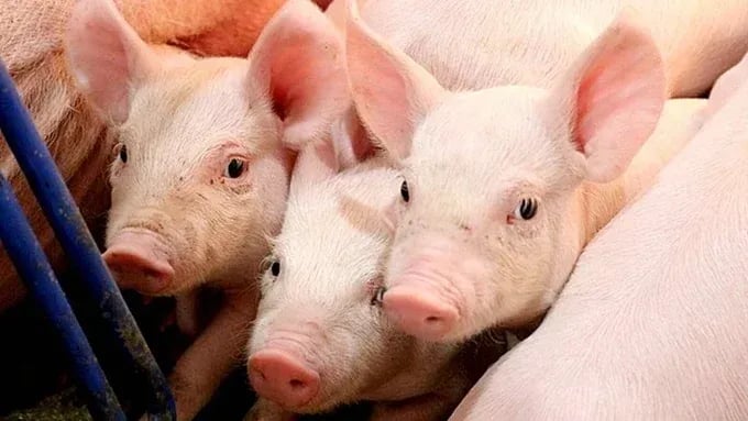 Giá heo hơi hôm nay 15-5 giảm tại cả ba miền