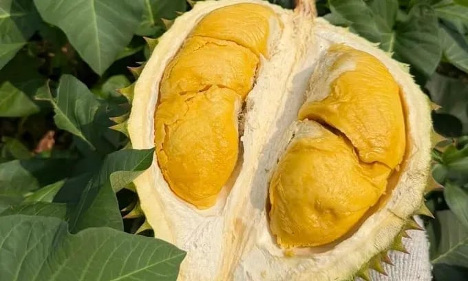Giá nhiều loại trái cây giảm khi xuất khẩu tăng vượt nhu cầu nội địa