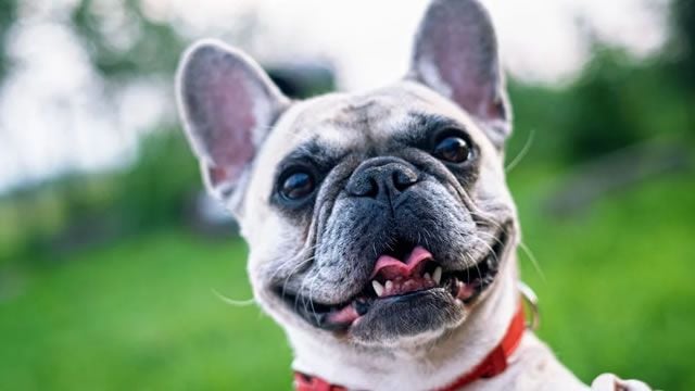 Chewy stock has growth potential as healthcare expansion and acquisitions broaden opportunities, despite valuation concerns