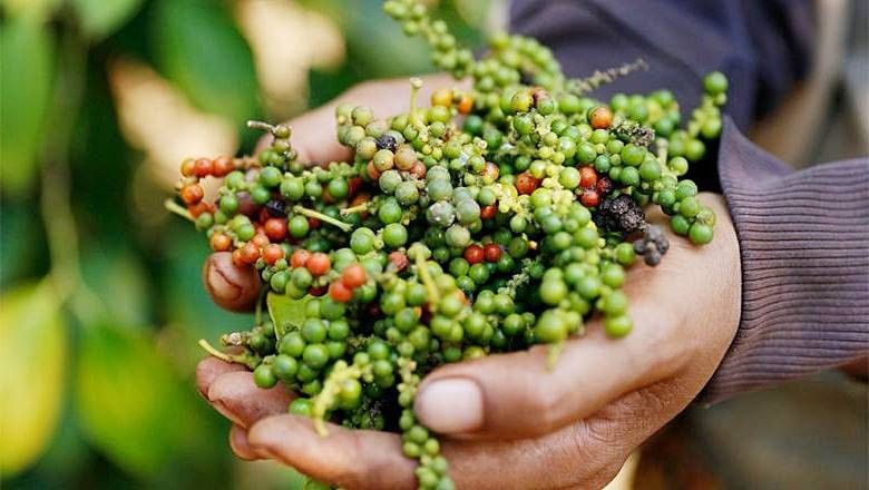 Giá tiêu hôm nay: 20-5 chững đà tăng, xuất nhập khẩu hồ tiêu có dấu hiệu giảm tốc