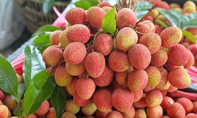 Lychee production falls in 2026 amid adverse weather; early-season prices rise