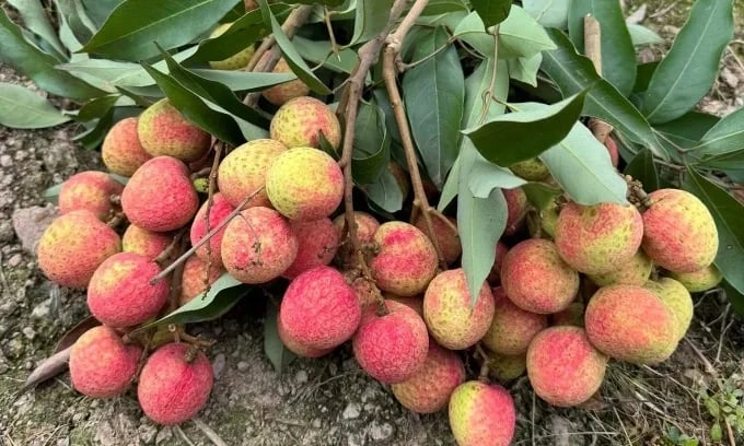 Early-season lychee prices exceed 200,000 VND per kg in parts of the country