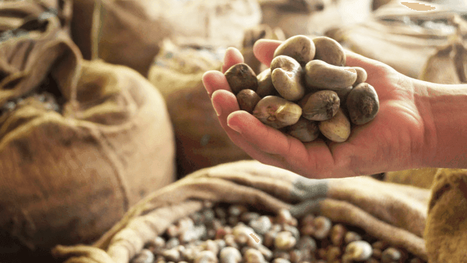 Vietnam spends nearly US$1 billion on raw cashew nut imports in a month