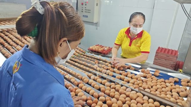Ba Huân Egg Company Faces Extended Social Insurance Debt, Withdrawn from Supermarket Shelves: What Caused the Crisis