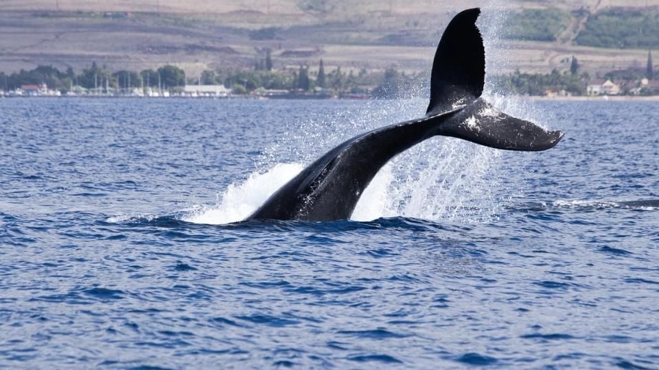 Bitcoin whales build long positions as funding remains deeply negative