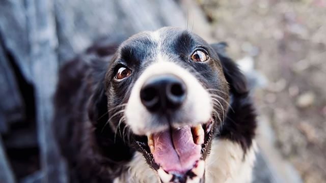 Chewy shares rise on strong results and upbeat outlook