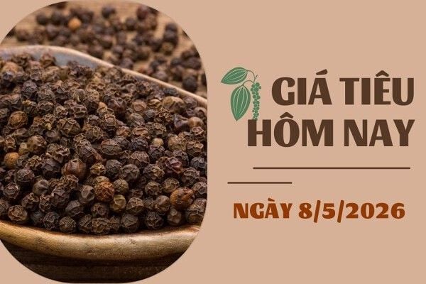 Giá tiêu ngày 8/5: Đi ngang ở mức cao