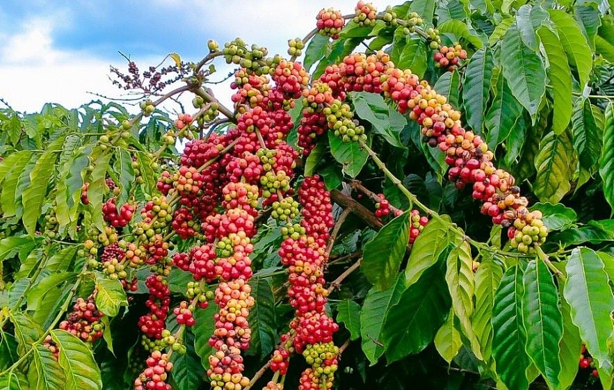 Giá cà phê hôm nay 19-5 giảm nhẹ, thị trường vẫn đón tín hiệu tích cực từ Mỹ