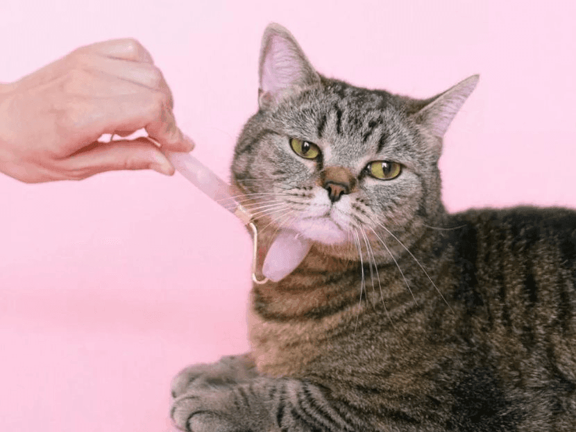 Cat-translation AI and pet-robot technology: surge in pet-tech amid the AI era and falling birth rates