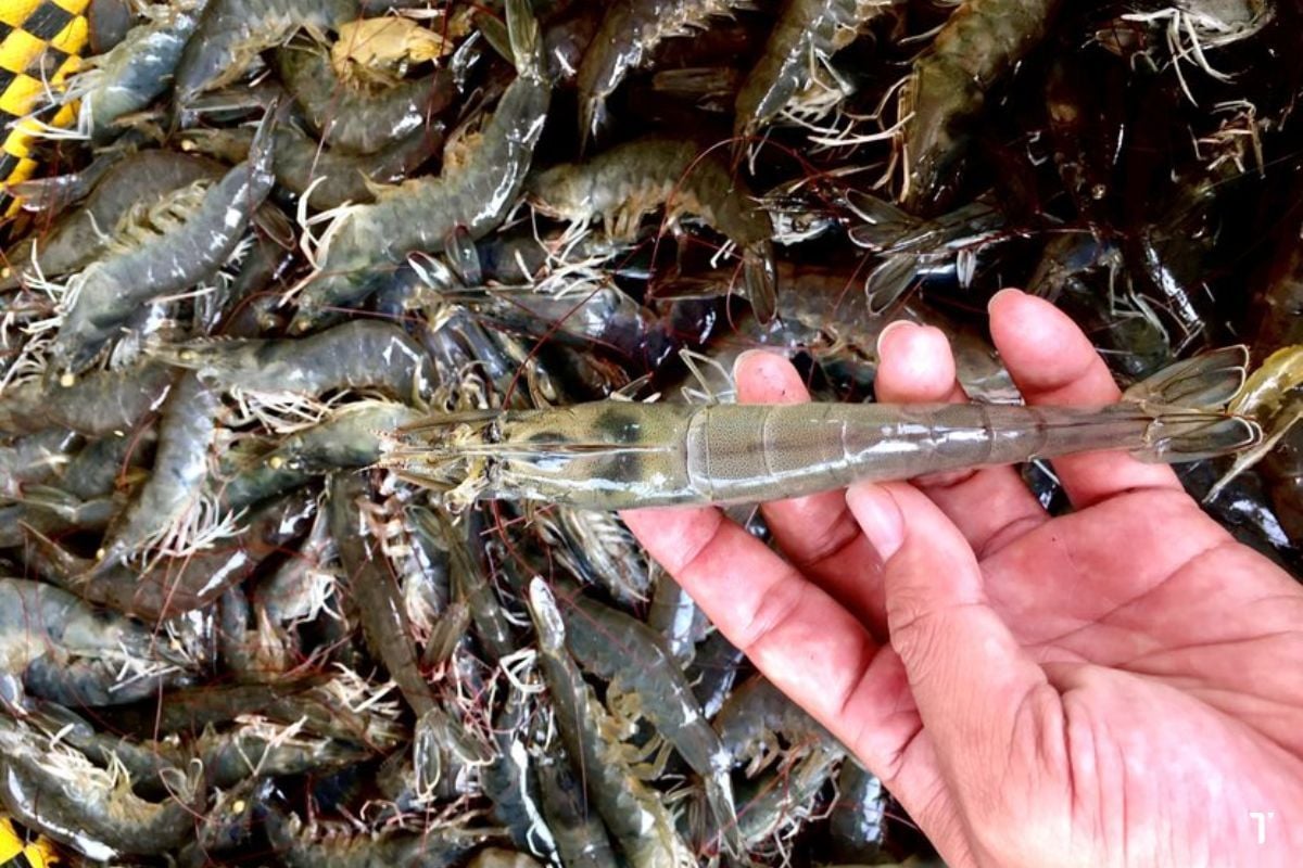 Vietnam Masters Technology to Boost a USD-Billion Export Sector