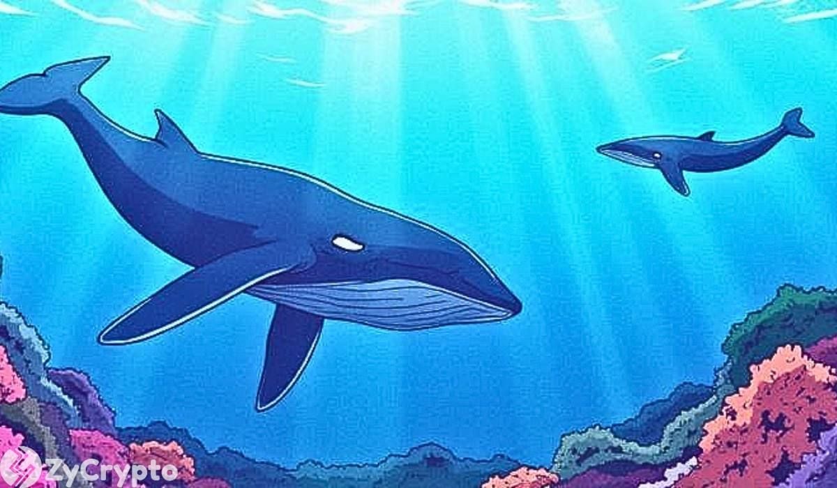 Toncoin whales aren’t budging—190k tokens scooped despite a 66% drop in market cap