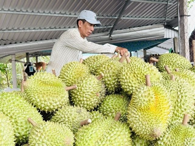 Xuất khẩu sầu riêng của Việt Nam tăng trên 200% trong 4 tháng đầu năm 2026.