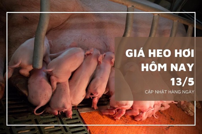 Giá heo hơi hôm nay 13/5 ghi nhận mức tăng cao nhất 2.000 đồng/kg. Giá heo hơi khảo sát ở các tỉnh, thành dao động trong khoảng 52.000 - 56.000 đồng/kg.