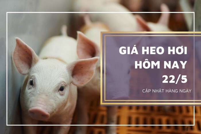 Giá heo hơi ngày 22/5