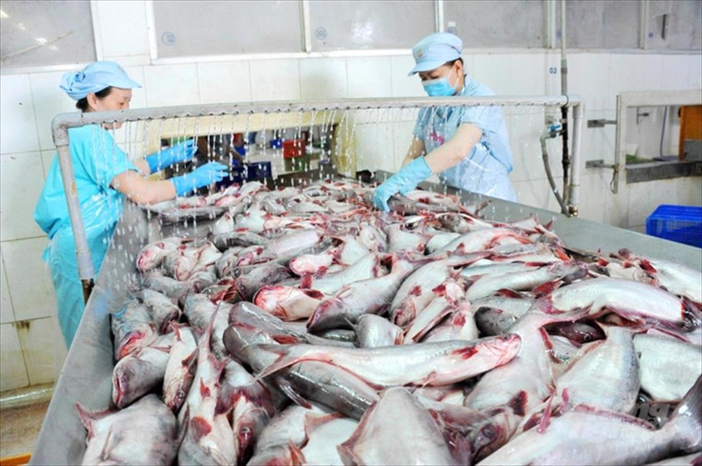 Trong 4 tháng đầu năm xuất khẩu cá tra giảm 41% 