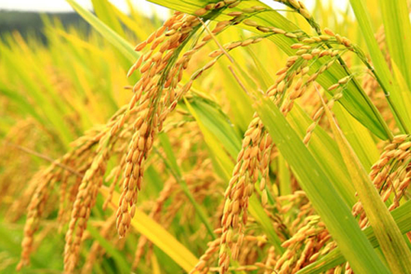 Giá lúa gạo ngày 01/6 duy trì ổn định