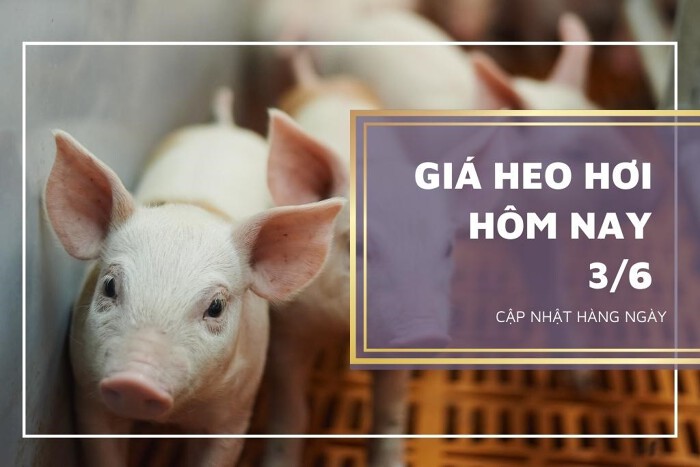 Giá heo hơi hôm nay ngày 3/6