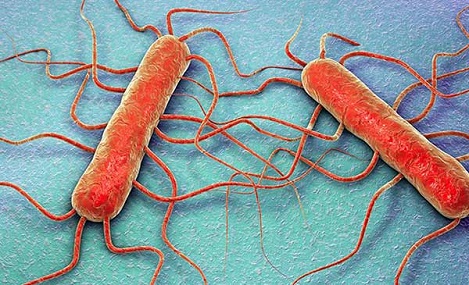 Vi khuẩn Listeria thường xuất hiện trong sữa tươi bị ô nhiễm. 