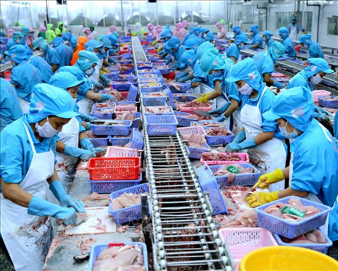 Xuất khẩu cá ngừ của Việt Nam thu hẹp mức giảm.
