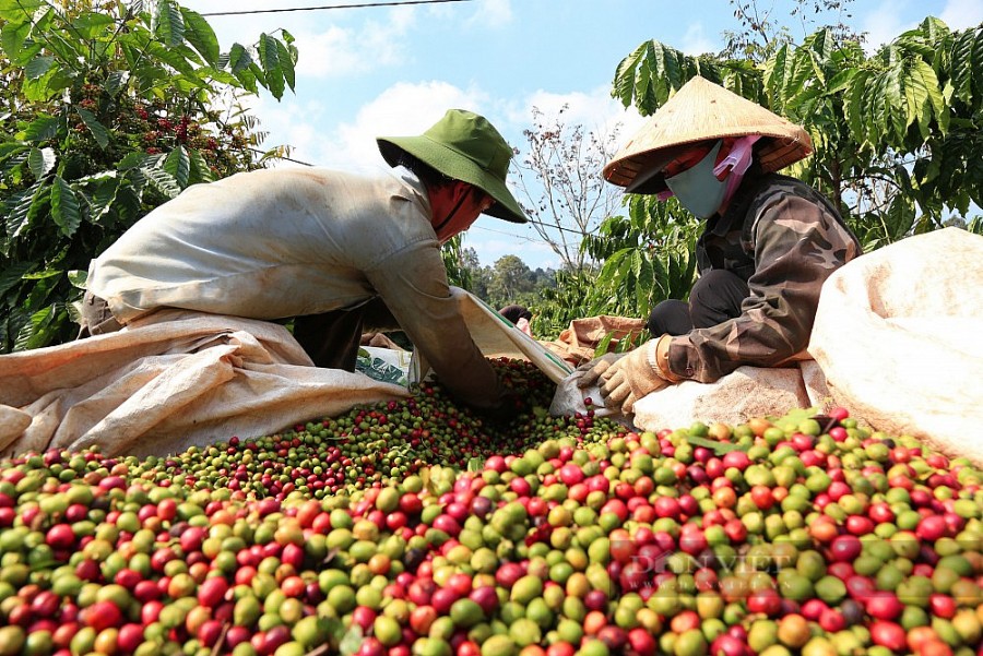 Các lô hàng cà phê nhập khẩu vào châu Âu phải chứng minh là không có nguồn gốc từ các trang trại được xây dựng trên những lô đất rừng bị chặt phá kể. Ảnh minh họa