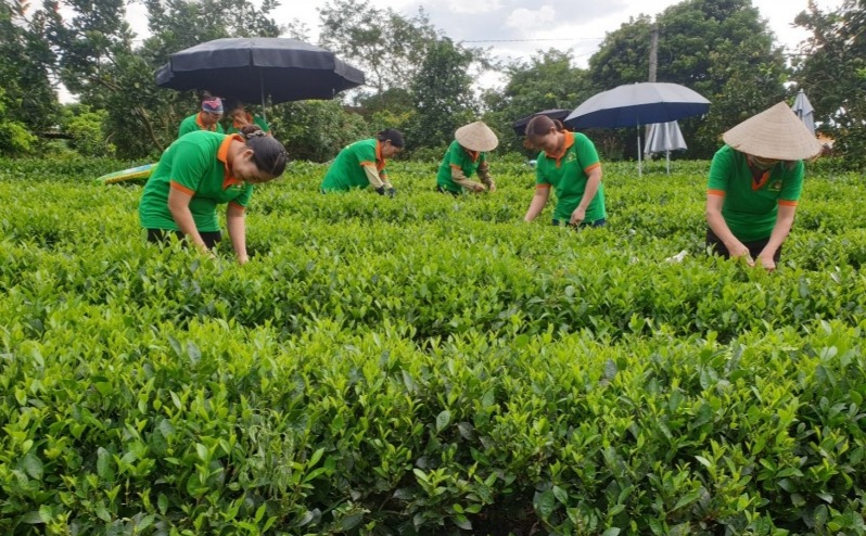 Để phát triển bền vững tỉnh Thái Nguyên không ngừng tăng cường bảo hộ quyền sở hữu trí tuệ cho sản phẩm chè.