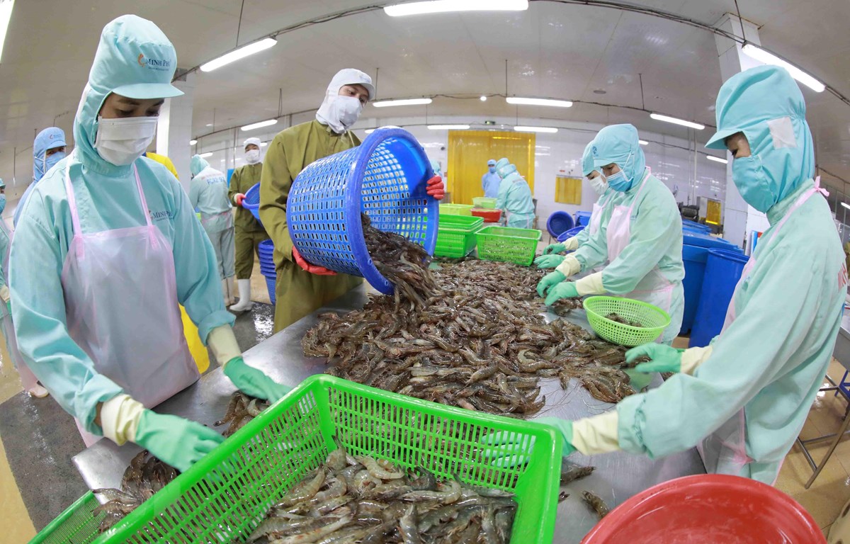 Thị trường Mỹ và Trung Quốc tiếp đà tăng trưởng cho xuất khẩu tôm Việt Nam.
