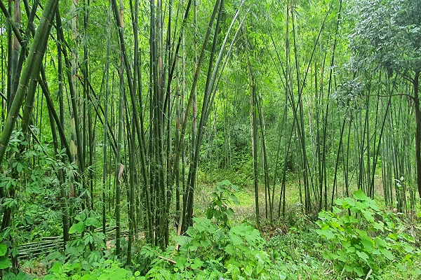 SSB tiếp tục phủ xanh 3ha rừng phòng hộ tại Thanh Hóa